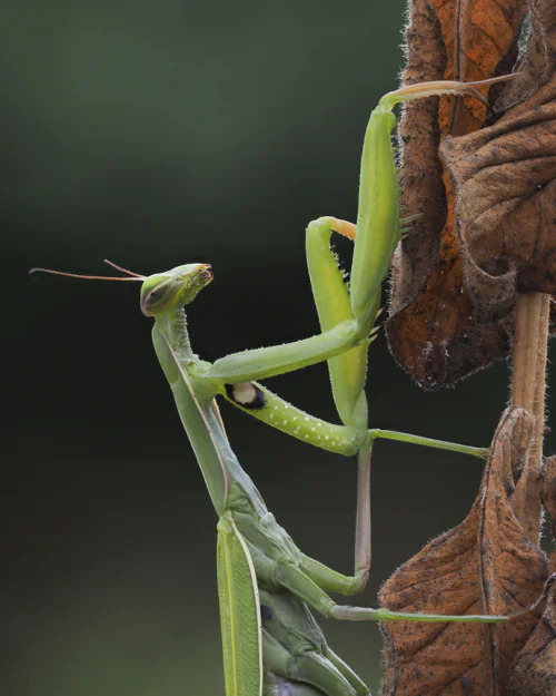 petair tiertransport Insekten Gottesanbeterin petair tiertransport Insekten Gottesanbeterin