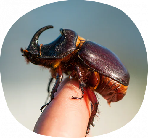 petair tiertransport Insekten Kaefer petair tiertransport Insekten Kaefer