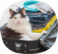 petair tiertransport katzen reisekoffer petair tiertransport katzen reisekoffer