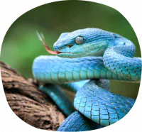 petair tiertransport reptilien schlange petair tiertransport reptilien schlange