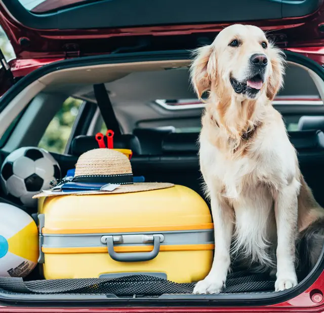 petair tiertransport leistungen abhol und bringservice
