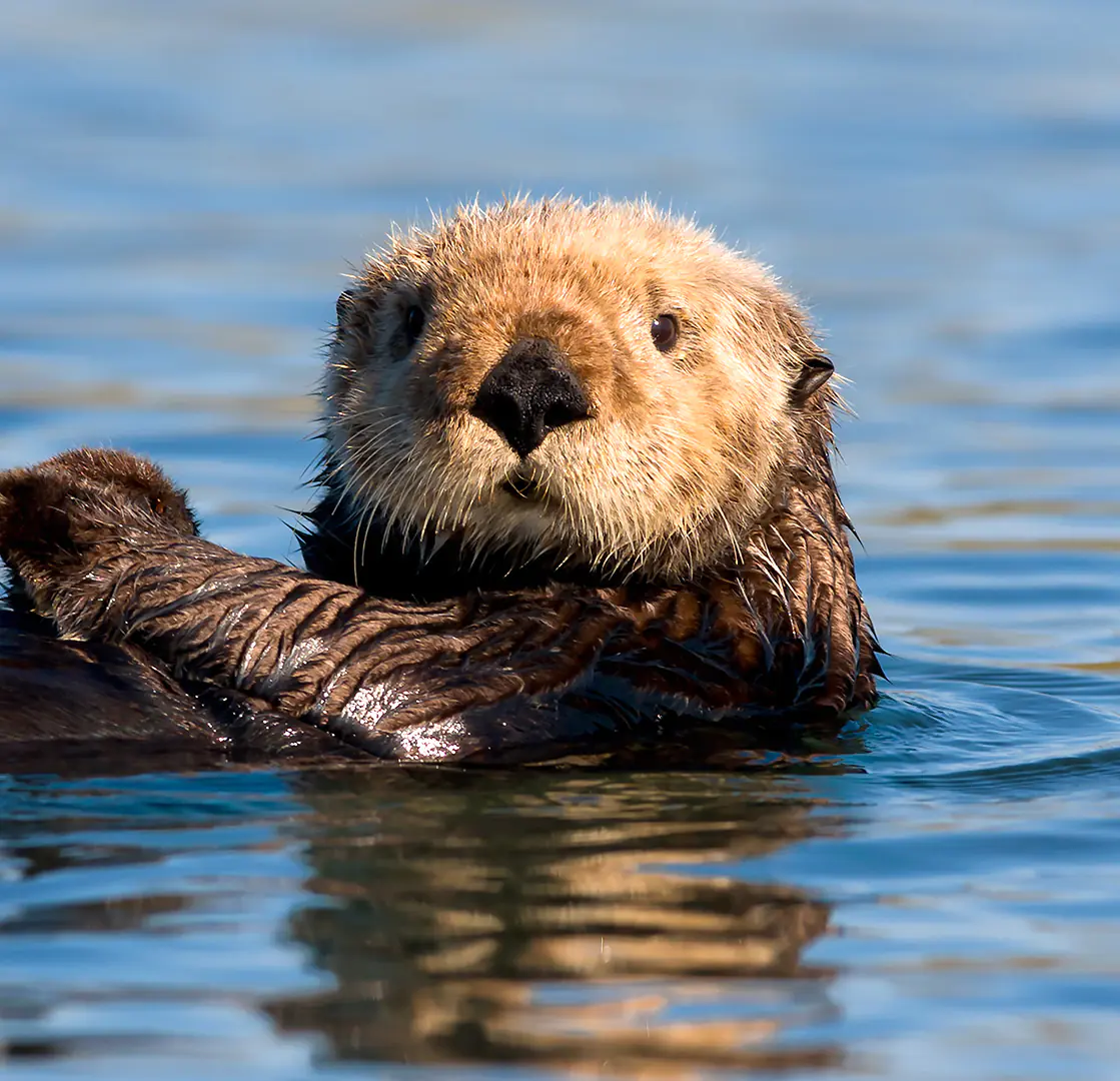 petair tiertransport header otter