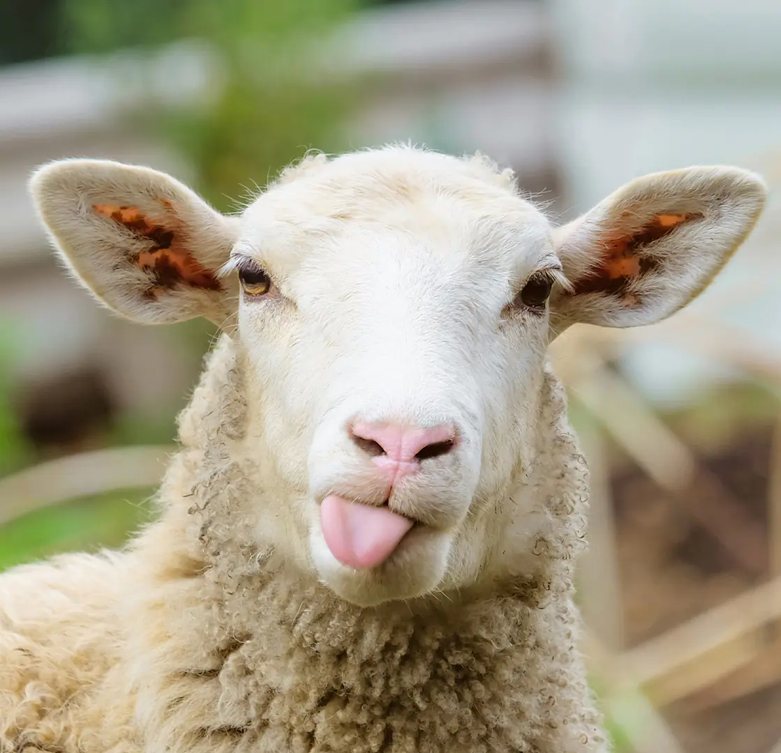 petair tiertransport zuchttiere schaf