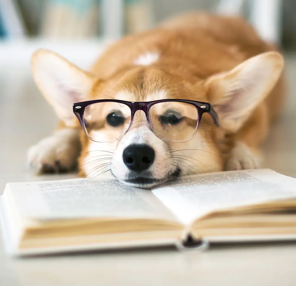petair tiertransport header faq hund corgi