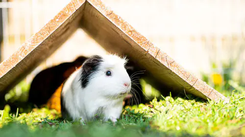 petair tiertransport kleintiere meerschweinchen