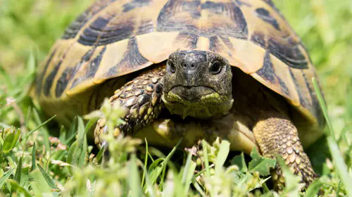 petair tiertransport reptilien landschildkroete